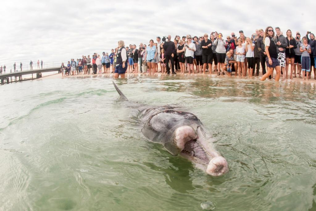 Rac Monkey Mia Dolphin Resort מראה חיצוני תמונה