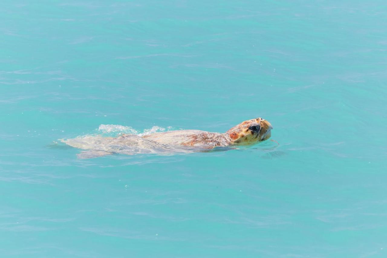 Rac Monkey Mia Dolphin Resort מראה חיצוני תמונה